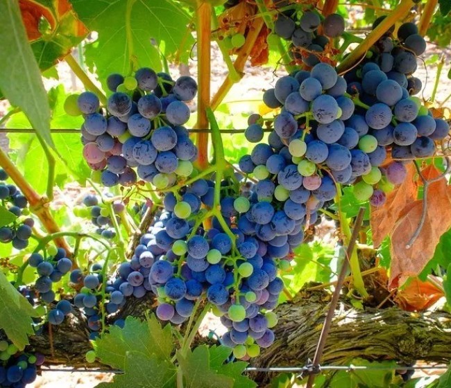 Ribera del Duero cierra la vendimia con 95 millones de kilos, un 20% menos que en 2023