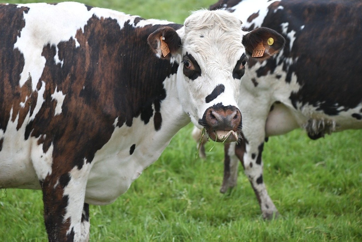Las entregas de leche cruda de vaca subieron un 1,7% en mayo y acumulan 3,21 Mt en los cinco primeros meses de 2024