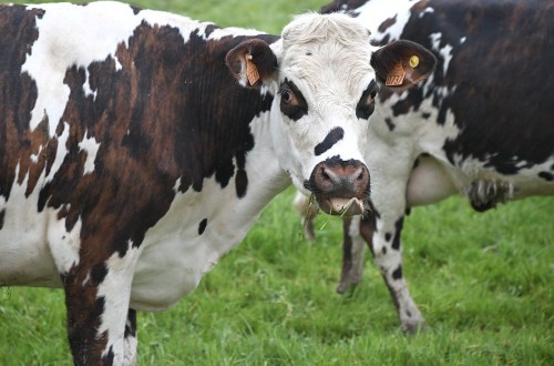 Las entregas de leche cruda de vaca subieron un 1,7% en mayo y acumulan 3,21 Mt en los cinco primeros meses de 2024