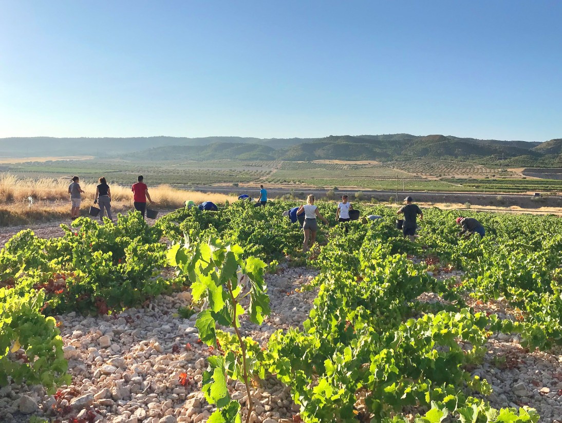El MAPA reconoce otros 14 nuevos viñedos singulares en la DOCa Rioja