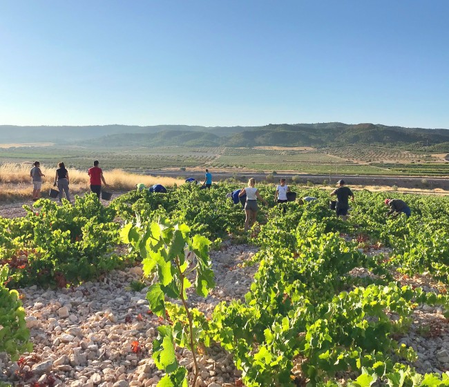 El MAPA reconoce otros 14 nuevos viñedos singulares en la DOCa Rioja