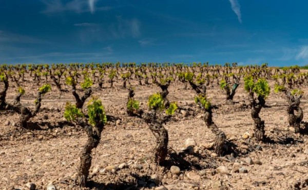 El Gobierno fija en 914 hectáreas la superficie para plantar nuevos viñedos en 2025