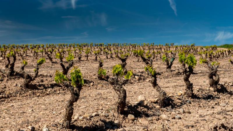 Según UAGR-COAG, los viticultores riojanos perdieron de media 9 céntimos por cada kilo de uva el año pasado