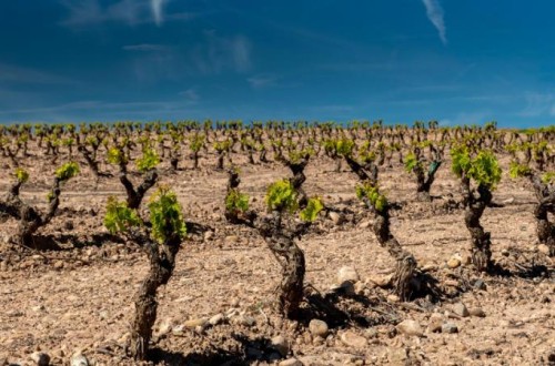 La Rioja solicitará al Ministerio de Agricultura una modificación «de calado» de la Ley de la Cadena Alimentaria