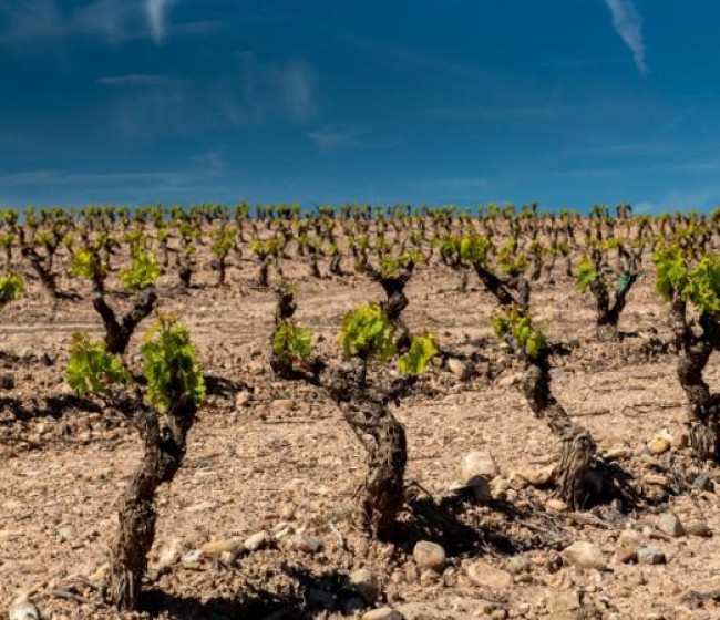 Unas 141 bodegas y cooperativas de La Rioja piden 22,3 M€ de ayudas para destilar cerca de 258.000 hl de stocks de vino tinto
