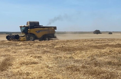 Asaja estima una cosecha de cereal regular, tirando a mala, en la provincia de Ávila y pide una batería de medidas