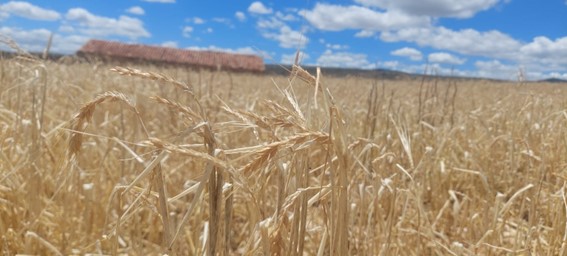 Agroseguro inicia el pago de indemnizaciones a productores de cereal con 49 millones de euros
