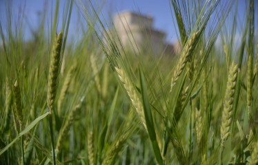 La mayoría de los cultivos mejora sus rendimientos medios según el primer informe de tendencias del MAPA en base a la Esyrce