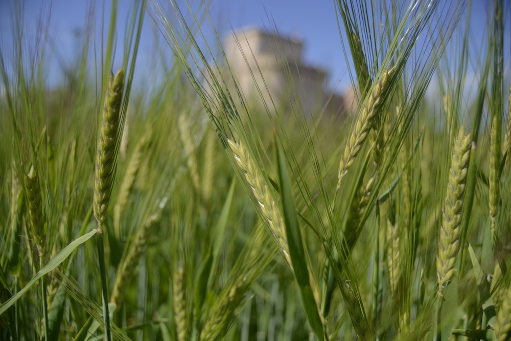 La mayoría de los cultivos mejora sus rendimientos medios según el primer informe de tendencias del MAPA en base a la Esyrce