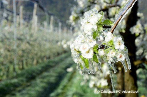 La CE asigna 77 millones en ayudas de emergencia a los agricultores de Austria, Chequia, Polonia y Portugal