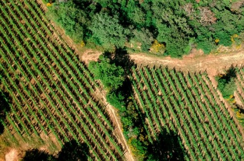 La compraventa de fincas rústicas registra en septiembre 12.398 operaciones, suben 16,9% frente al 2023