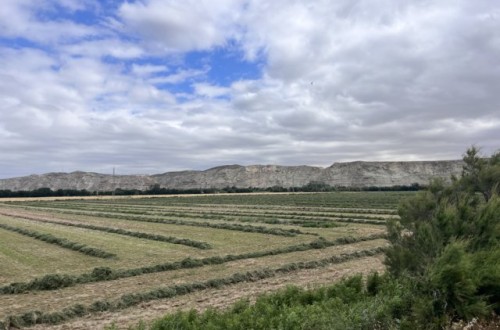 La producción española de forrajes deshidratados se recupera y crecerá un 15% en la actual campaña 2024/25