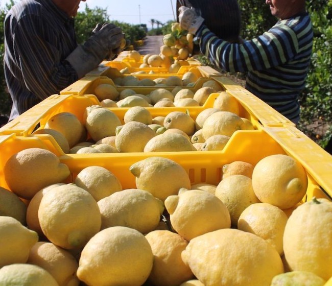 Murcia introduce controles de fitosanitarios en los limones importados de terceros países