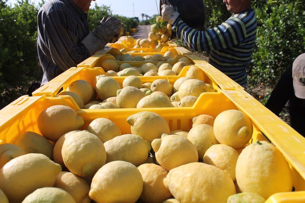 Asaja estima una reducción del 30% en la próxima cosecha de limón