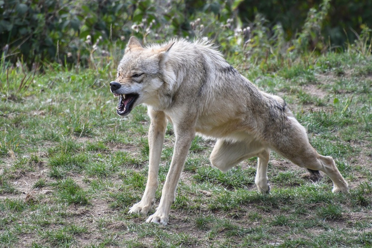 El fallo del TJUE sobre la caza del lobo, sin aplicación real ni consecuencias legales para Castilla y León