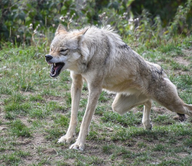 El fallo del TJUE sobre la caza del lobo, sin aplicación real ni consecuencias legales para Castilla y León