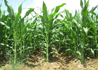 Nuevas variedades de maíz para grano de los ciclos 400 y 500