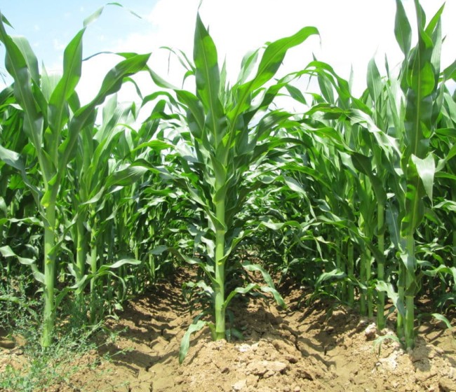 Nuevas variedades de maíz para grano de los ciclos 400 y 500