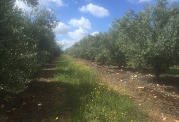 Estrategias de manejo de Kochia, Conyza y Lolium con problemas de resistencia en olivo