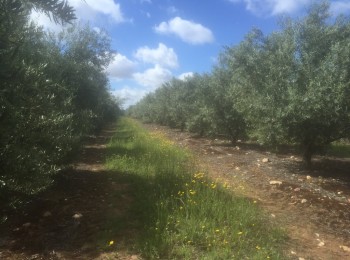 Estrategias de manejo de Kochia, Conyza y Lolium con problemas de resistencia en olivo