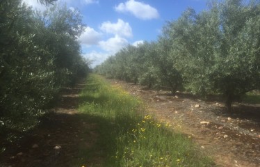 Estrategias de manejo de Kochia, Conyza y Lolium con problemas de resistencia en olivo