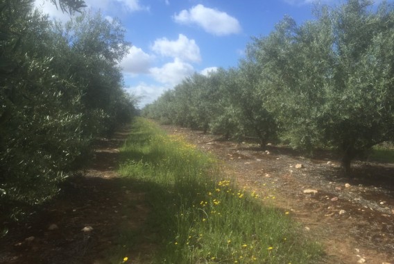 Estrategias de manejo de Kochia, Conyza y Lolium con problemas de resistencia en olivo