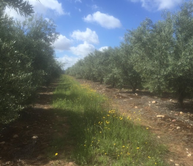 Estrategias de manejo de Kochia, Conyza y Lolium con problemas de resistencia en olivo