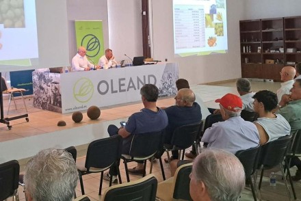 La cooperativa Oleand Manzanilla Olive integra a CASIL para superar los 160 M€ de facturación