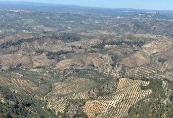 Aplicación de bioestimulantes para la nutrición del olivar