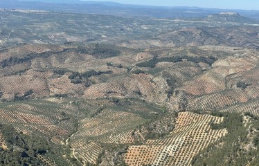 Aplicación de bioestimulantes para la nutrición del olivar