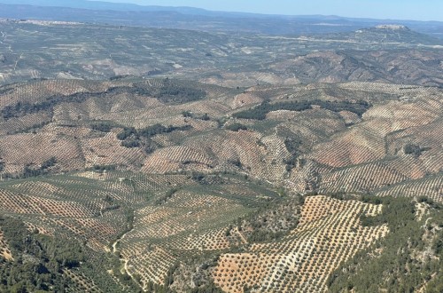 Aplicación de bioestimulantes para la nutrición del olivar