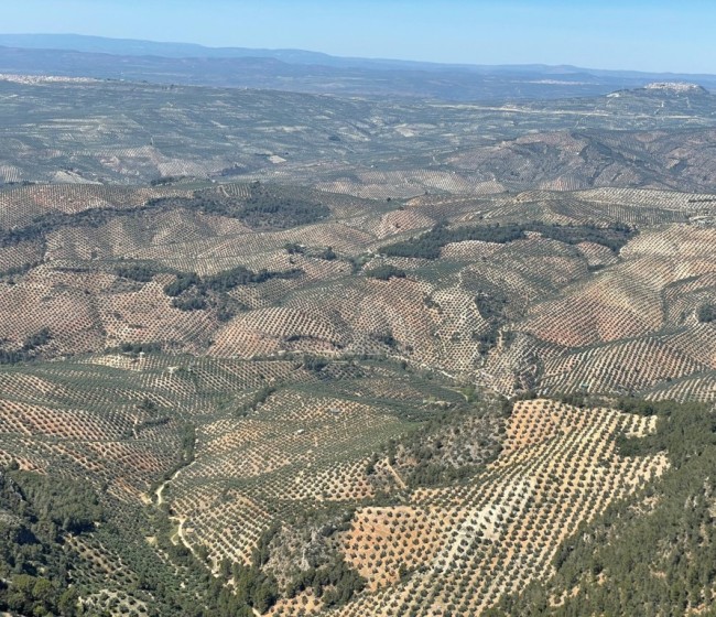 Aplicación de bioestimulantes para la nutrición del olivar