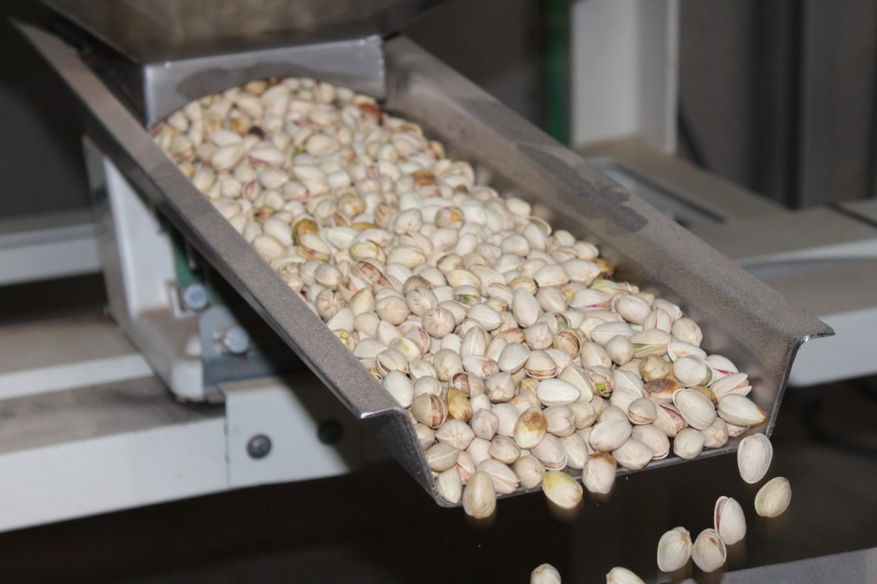 Solo un 12,5% y 7.555 ha de la superficie total plantada de pistachos en Castilla-La Mancha está en plena producción