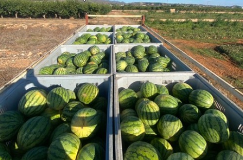 La producción de sandía en Murcia se incrementará casi un 22% esta campaña