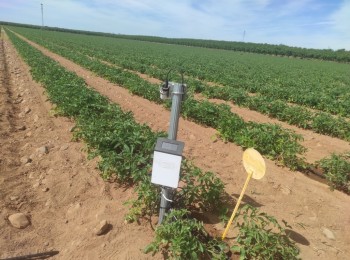 Optimización del agua en una parcela comercial de tomate de industria