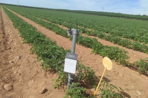 Optimización del agua en una parcela comercial de tomate de industria