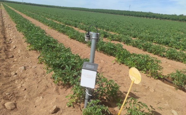 Optimización del agua en una parcela comercial de tomate de industria