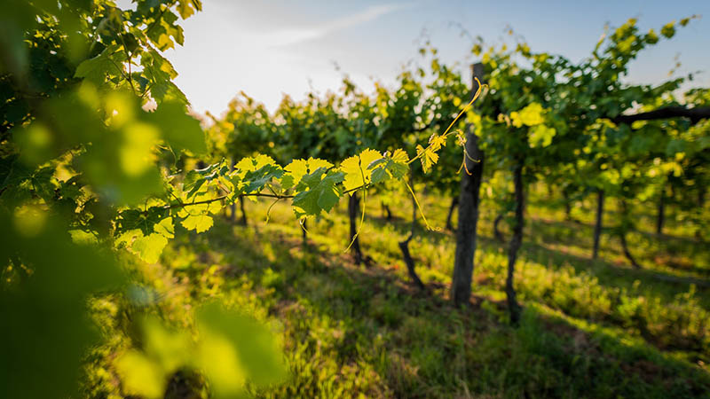 La CE prorroga un año las autorizaciones de plantación de viñedo no usadas por el clima