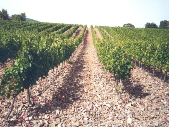 La CE prorroga un año, hasta 2025, los derechos de plantación de viñedo para apoyar a los productores de la UE
