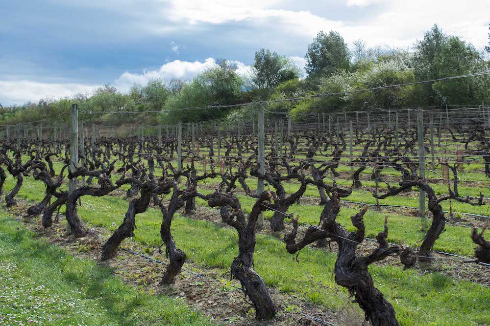 El MAPA distribuye autorizaciones para plantar 928 nuevas hectáreas de viñedo en 2024