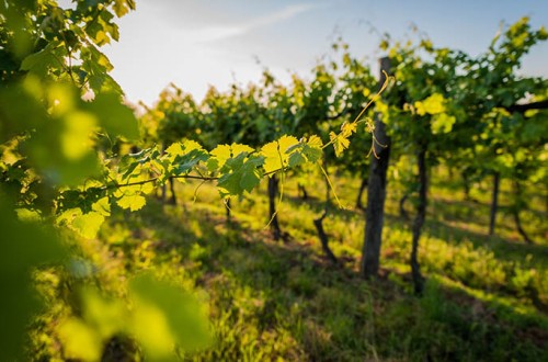 La CE prorroga un año las autorizaciones de plantación de viñedo no usadas por el clima