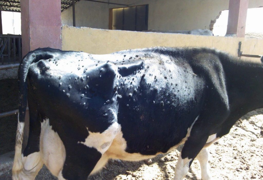 El ganado vacuno español en riesgo serio ante la expansión de la DNC en países del Magreb