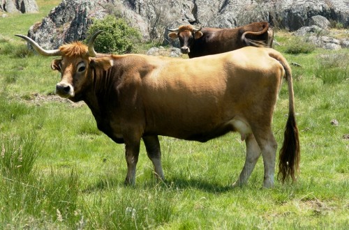 Castilla y León destina 250.000 euros al impulso de las razas ganaderas autóctonas