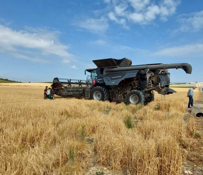 La CE revisa a la baja de nuevo la cosecha de cereales 2024/25 hasta 264,52 Mt en la Unión Europea