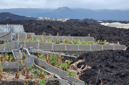 Los productores de plátano afectados por el volcán de La Palma estarán exentos del mínimo del 70% de comercialización