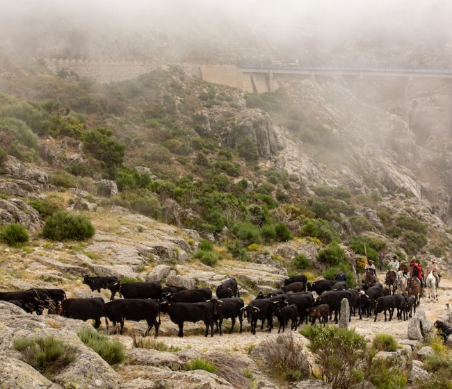 La XVI edición del concurso fotográfico «Jornada de Trashumancia» ya tiene ganadores