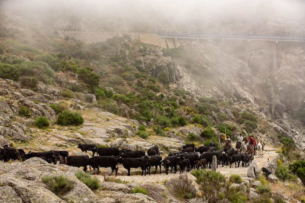 La XVI edición del concurso fotográfico «Jornada de Trashumancia» ya tiene ganadores