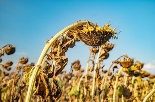 Calor y exceso de humedad recortan las previsiones de rendimientos de maíz, trigo blando y girasol en Europa