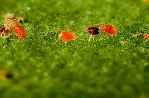 Koppert alerta de un incremento de la presencia de araña roja en los invernaderos almerienses