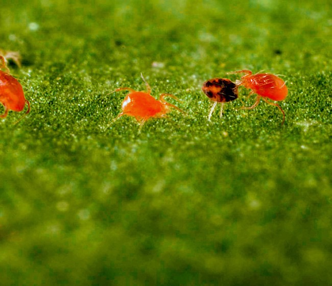 Koppert alerta de un incremento de la presencia de araña roja en los invernaderos almerienses